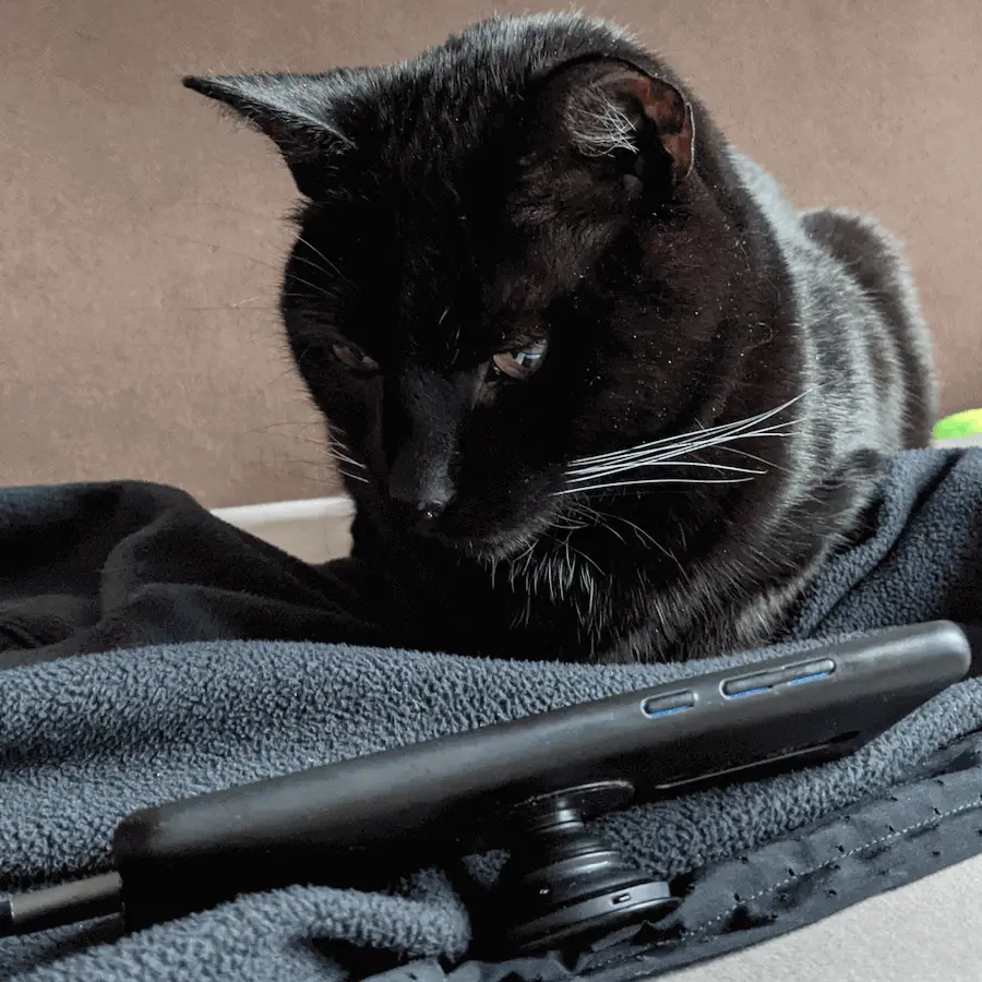 Schwarze Katze blickt auf ein Smartphone, das vor ihr auf einer Decke liegt.